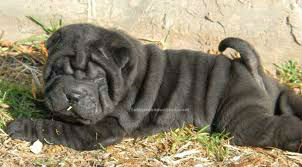 Hermosos y excelentes cachorritos SHAR-PEI