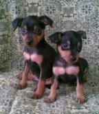 MINI  PINSCHER  240  c/u  OFERTA  NAVIDAD