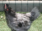 Vendo Gallo Jersey Gigante Azul Ribeteado Adulto Pisando procedencia "Mêlée - mejor precio | unprecio.es