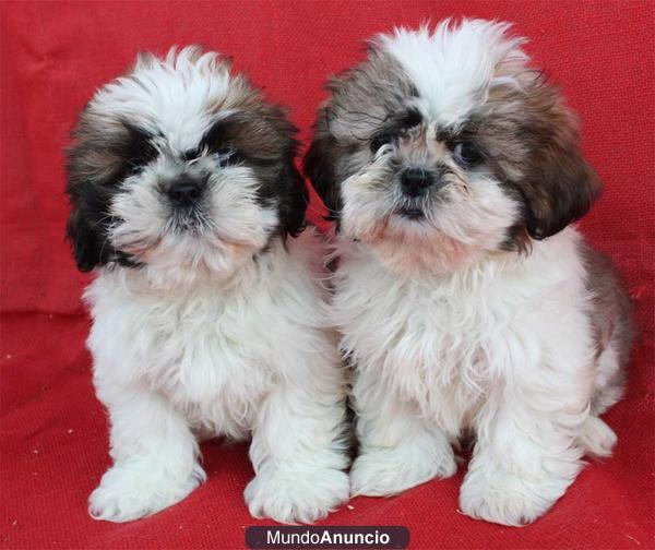 ¡ Shih_tzu garantia veterinaria !