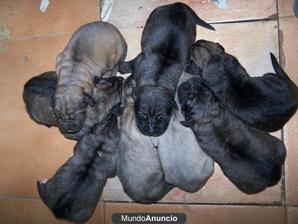 CACHORROS PASTOR DEL CAUCASO