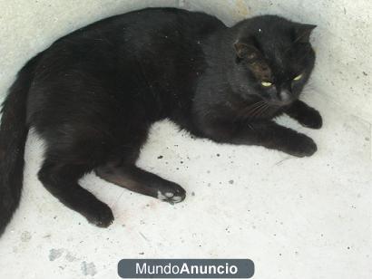 CONAN, GATITO NEGRO Y ELEGANTE, ADOPCIÓN ¡!