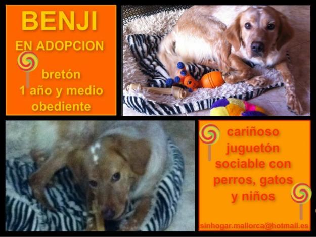 Breton Macho en Adopción