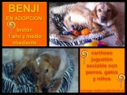 Breton Macho en Adopción - mejor precio | unprecio.es