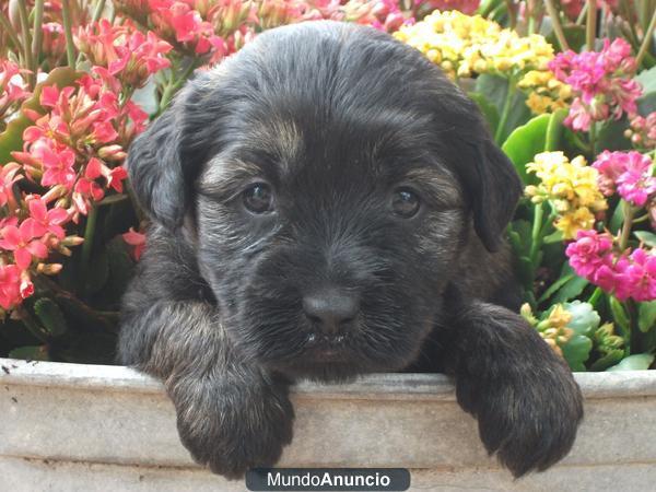 GOS D´ATURA CATALÁ. CACHORROS . PASTOR CATALAN.