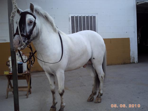 caballo galleguito