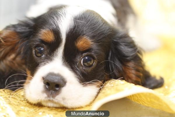 Cachorros de Cavalier King Charles Spaniel, perros, GARANTIA AQUANATURA