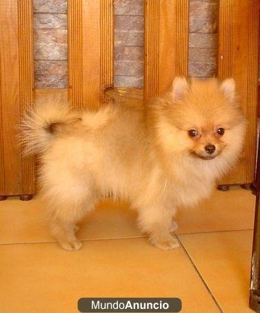 Cachorros de Pomerania. Varios precios.