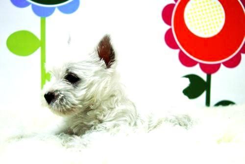 Cachorros de Westy - www.animalflower.es