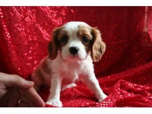 cavalier king charles para adopciónde Navidad