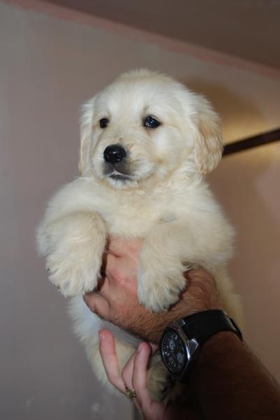 garantía en GOLDEN RETRIEVER CON PEDIGREE 390 EUROS