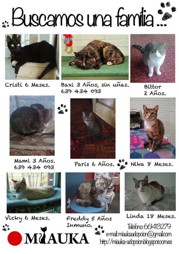 Gatitos de miauka buscan familia