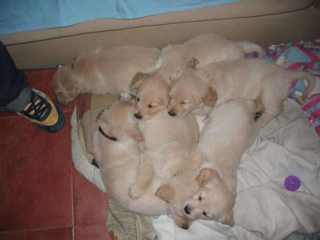 Gratis!! cachorros golden retriever