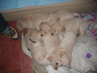 Gratis!! cachorros golden retriever - mejor precio | unprecio.es