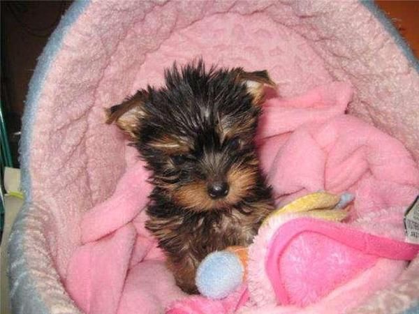 Hermosos cachorros yorkshire terrier