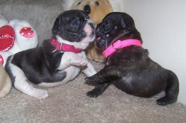 Impresionantes cachorritos de bulldog frances