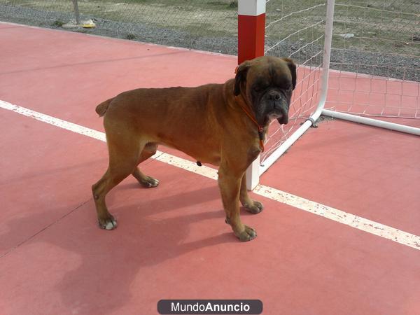 pareja de boxer