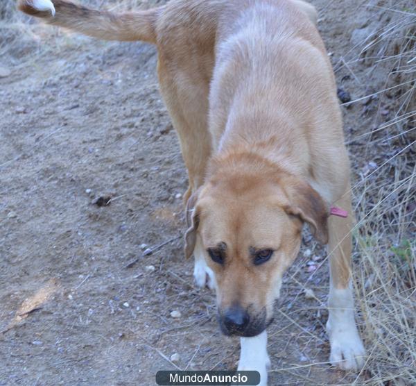 Perrito macho encontrado- necesita familia- urgente!