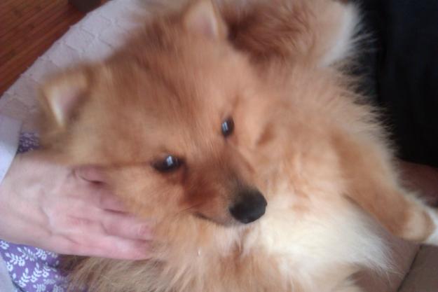 pomerania busca novia