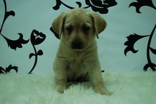 preciosos cachorrines de labrador // se entregan con chio, pedegree, cartilla...