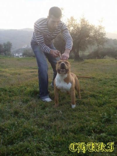 Proxima camada american staffordshire