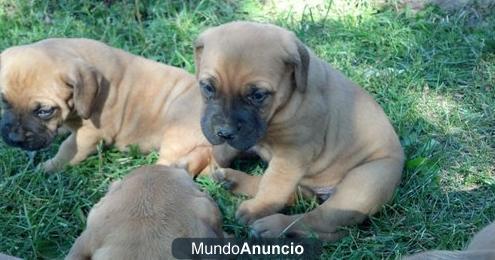 Regalo   Cachorros de mastín