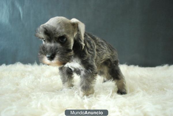 Schnauzer de calidad ejemplares criados en familia