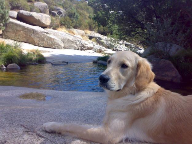 Se Ofrece Golden Retriever Macho Para Monta