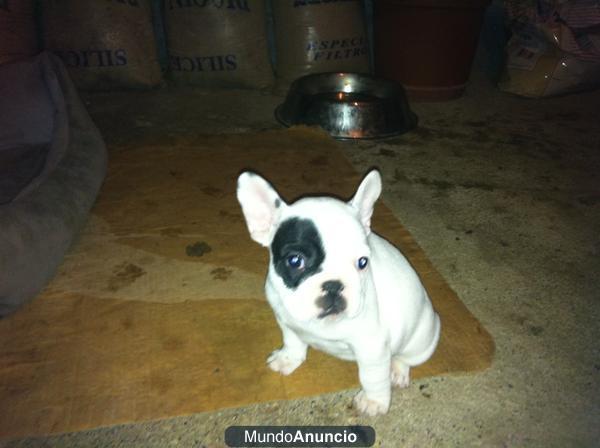 venta bulldogs frances