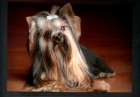 yorkshire terrier toy - mejor precio | unprecio.es