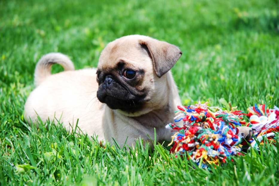 Cachorros carlino garantia por escrito