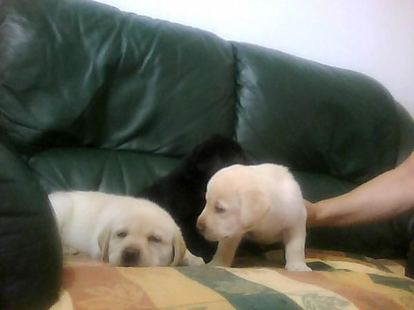 Cachorros de labrador