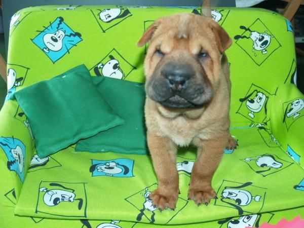 Camada de Shar-pei, no los dejes pasar