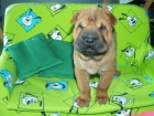 Camada de Shar-pei, no los dejes pasar - mejor precio | unprecio.es