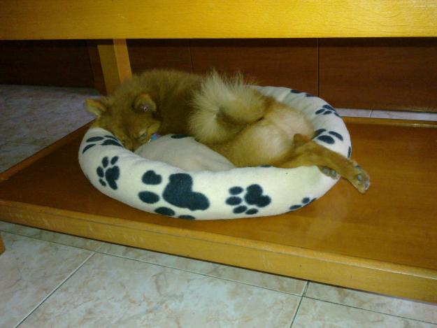 SE OFRECE LULU DE POMERANIA, SPITZ ALEMAN MACHO PARA MONTA