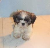 SHIH TZU  405 c/u