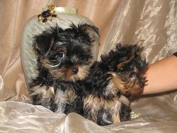 Yorkie cachorros en busca de nuevo hogar