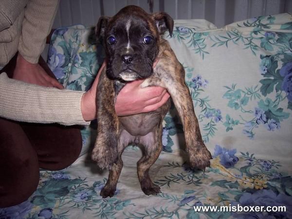 Cachorritos BOXER. 199 eur. Con Garantia y 3 Regalos.