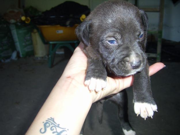 Cachorros American Stafforshire x Presa Canario