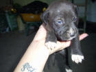 Cachorros American Stafforshire x Presa Canario - mejor precio | unprecio.es