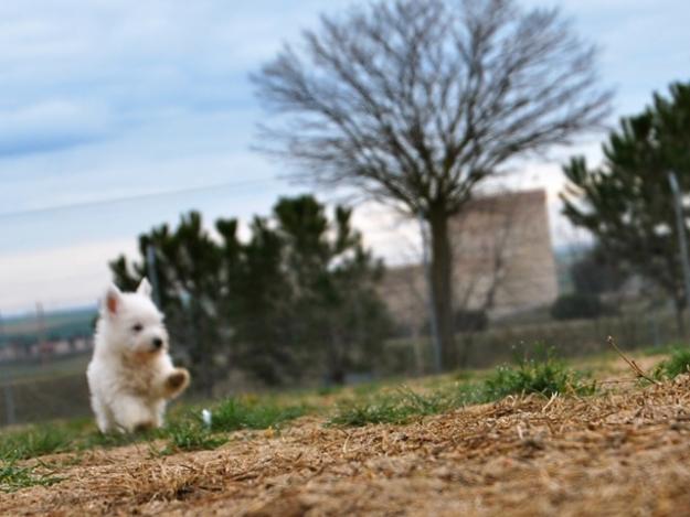 cachorros de westy con 2 mesecillos, camada con pedigree; alta calidad