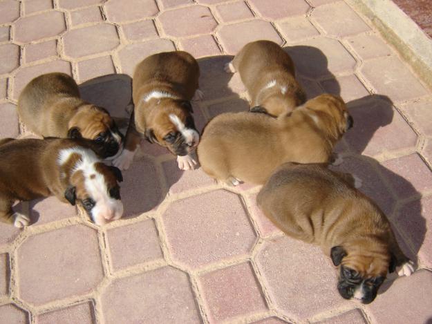 fantasticos cachorros de boxer