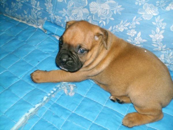 PRECIOSOS CACHORROS DE BOXER CON PEDIGREE DE LOE 350 EUROS