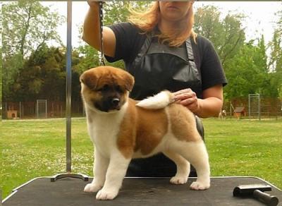 VENDO CACHORROS BLANCO AKITA INU cachorros