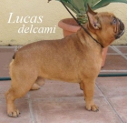 Bulldog frances inscritos en el LOE-RSCE - mejor precio | unprecio.es