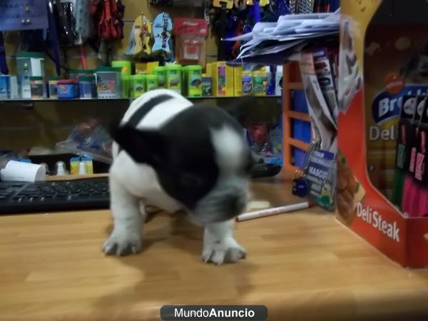 Bulldog Frances machos y hembras a 368 euros