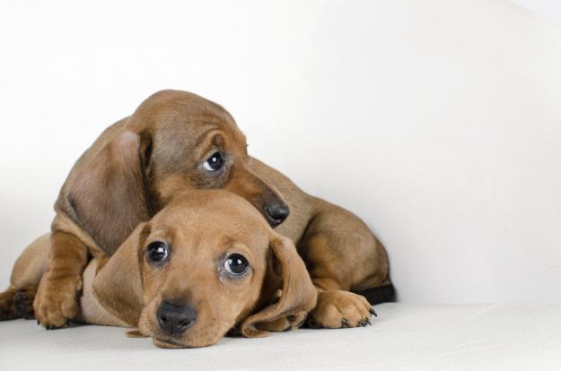 Cachorro Teckel Miniatura / kaninchen, pelo corto