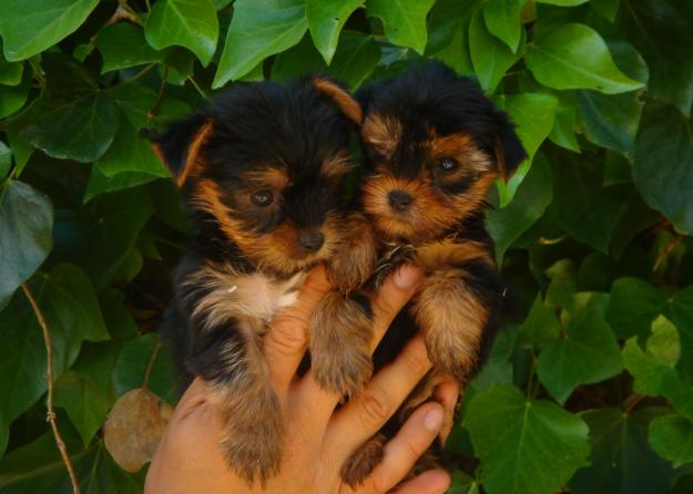 CACHORROS DE YORKSHIRE MINI 600€