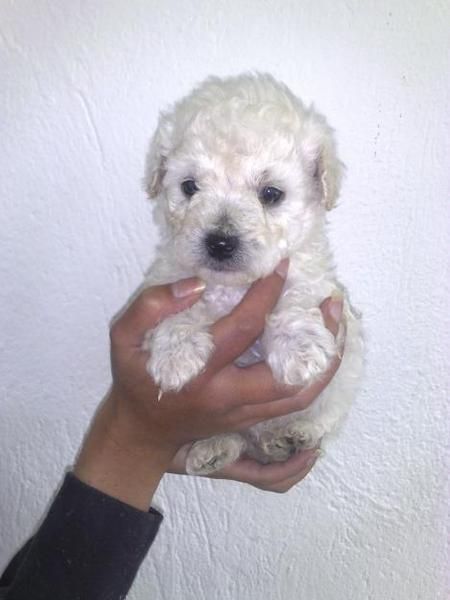 CANICHE TOY BLANCOS Y APRICOT