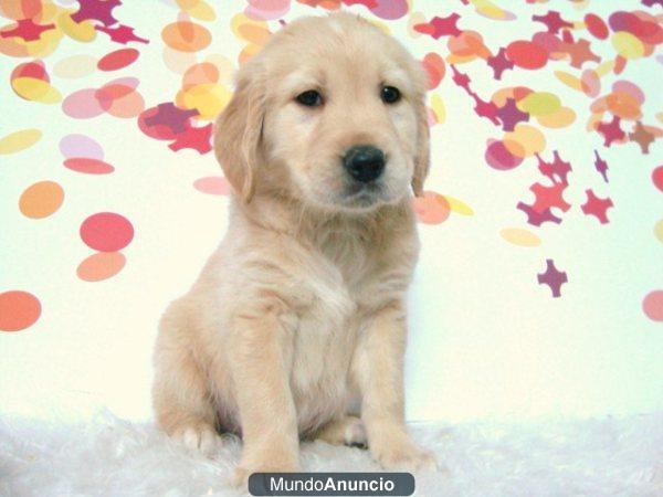 Excelentes Golden Retriever Preciosos ejemplaresd